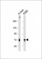 ACOX1 Antibody